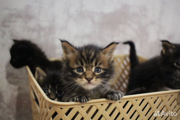 Котята мейн-кун