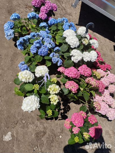 Петуния, однолетние и домашние растения