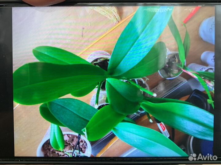 Орхидея фаленопсис крупноцветковые,каттлеи разные