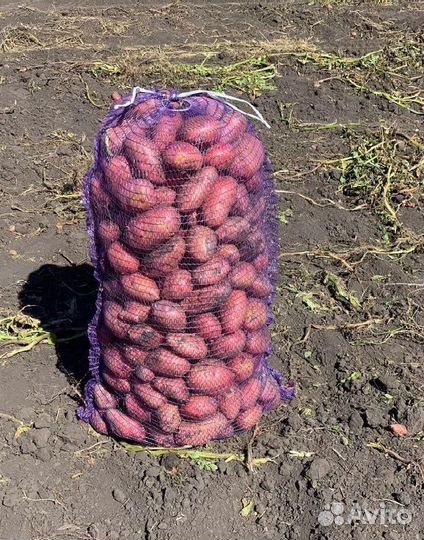 Продам картофель