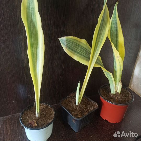 Сансевиерия сортовая