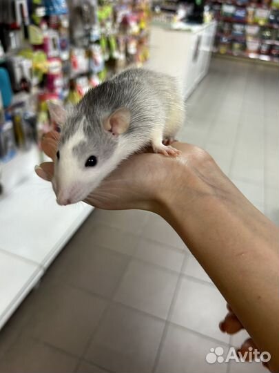 Декоративная крыса
