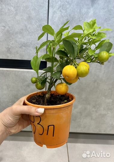 Мандариновое дерево с плодами