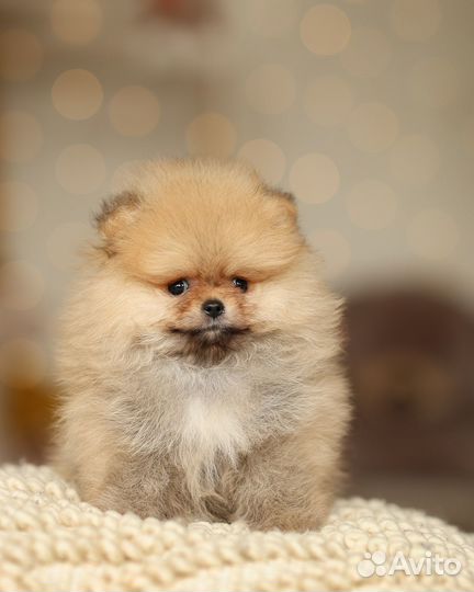 Померанская девочка РКФ мини