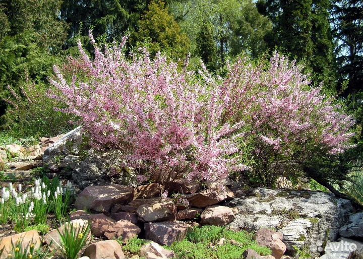 Саженцы Миндаля: Форос, Антик, Бумажноскорлупный