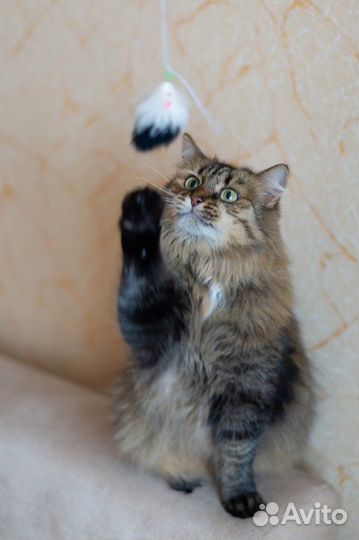 Норвежская лесная хочет стать Воронежской домашней