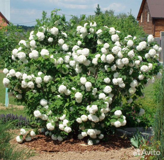 Декоративные деревья и кусты