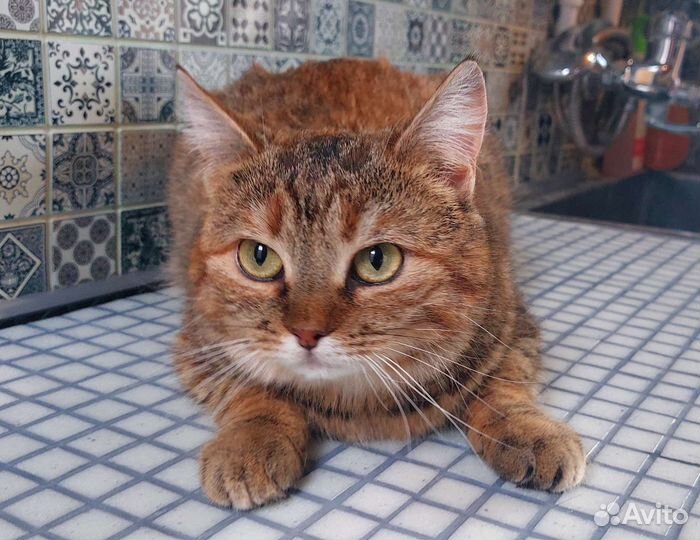 Кошка в дар