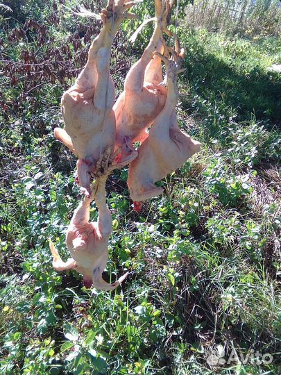 Продажа мяса бройлеров