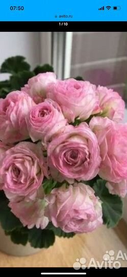 Пеларгония юв 13.21, юв 25.20