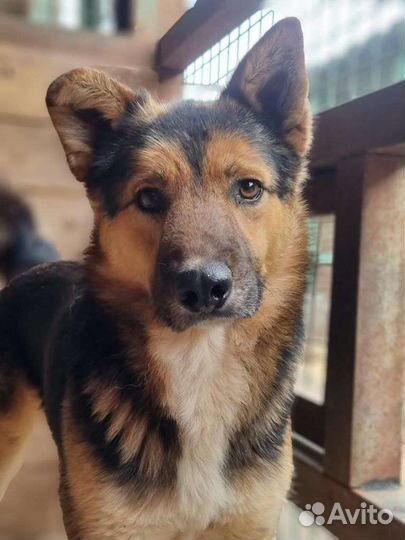 Собака из приюта ищет дом