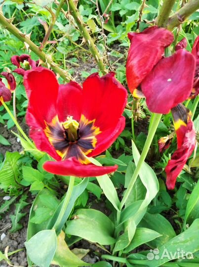 Луковицы тюльпанов