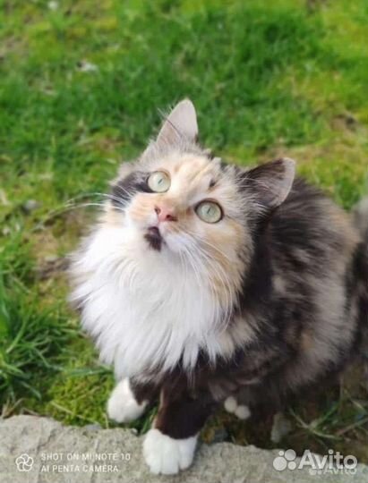 Молодая кошечка ищет любящие ручки