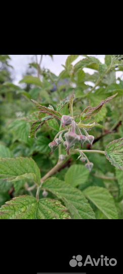 Малина Таруса