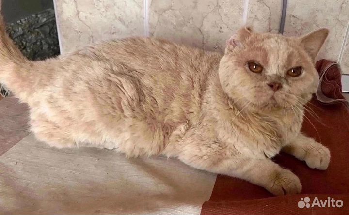 Котик классный