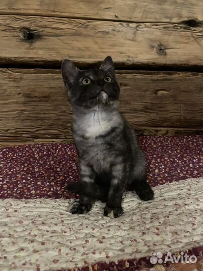 Котята в добрые руки бесплатно мышеловы