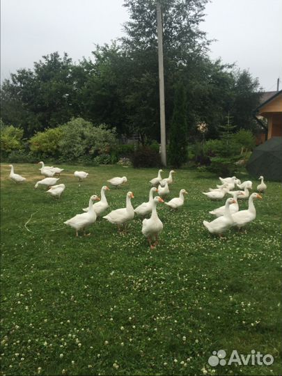 Свежие домашние Яйца мясо птицы