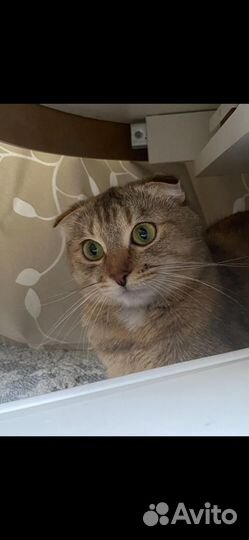 Пропала кошка