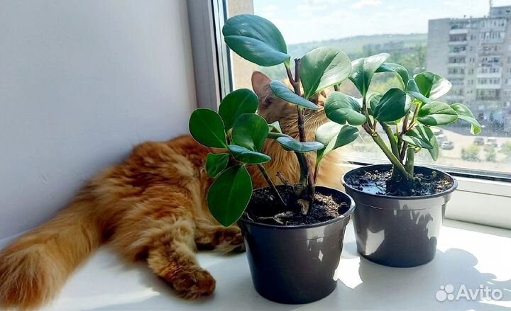 Денежное дерево, цветок любви