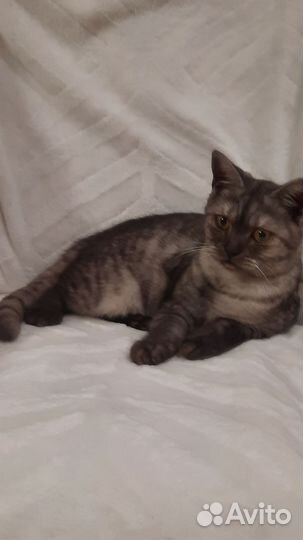 Шотландская