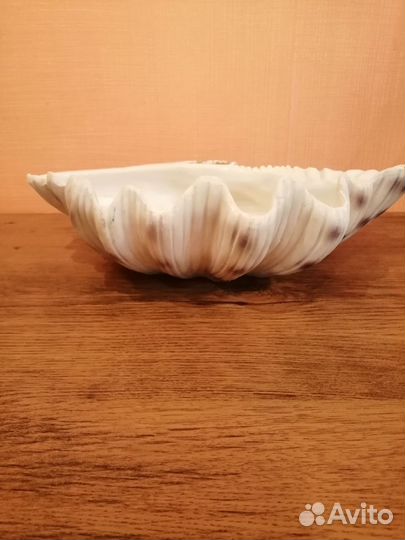 Морские ракушки раковины