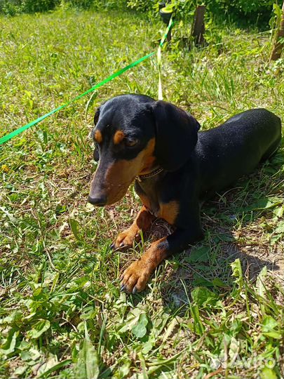 Собака для съемок