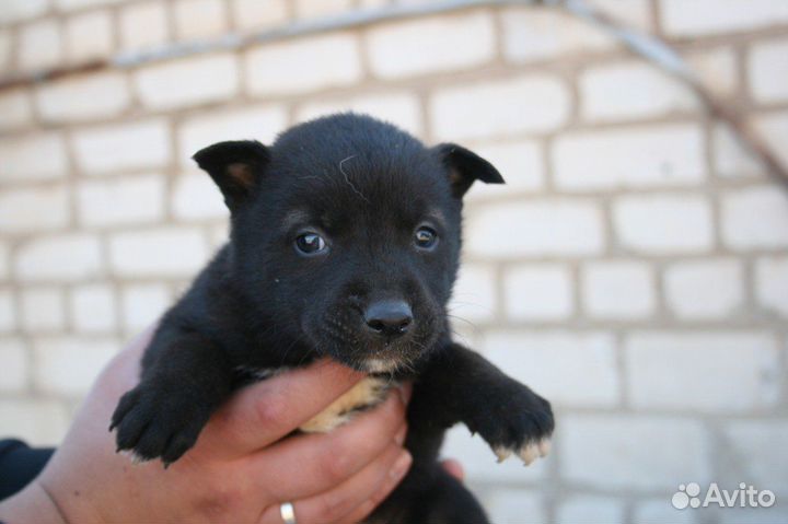 Щенок в добрые руки