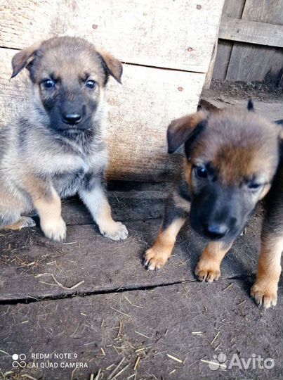 Помесь овчарки