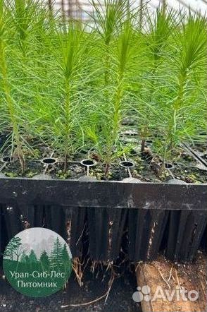 Сеянцы зкс Сосна окс Ель Лиственница Горная