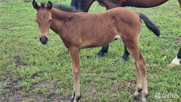 Лошадь жеребец