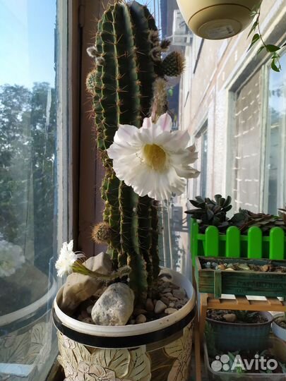 Кактус маленький