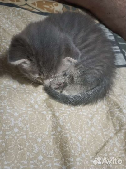 Британская кошка в дар