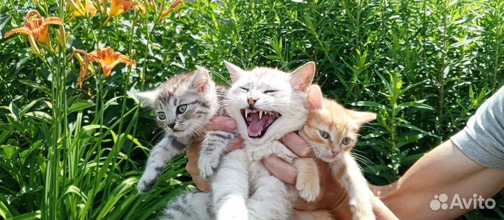 Отдам бесплатно котят