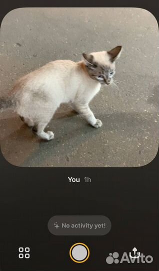 Нашли котенка. Отдадим хозяевам или в добрые руки