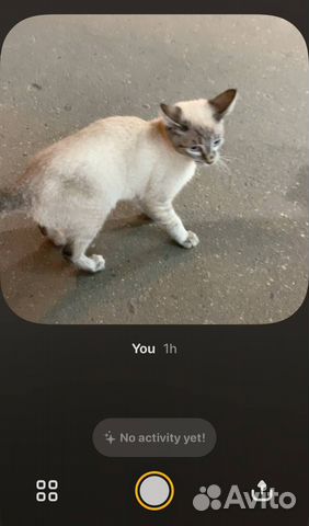 Нашли котенка. Отдадим хозяевам или в добрые руки