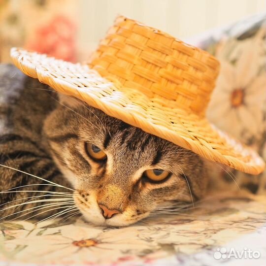 Большой кот