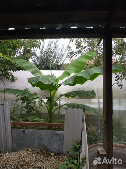 Побеги Банановой Пальмы