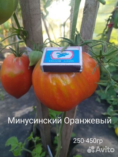 Семена Минусинских помидоров
