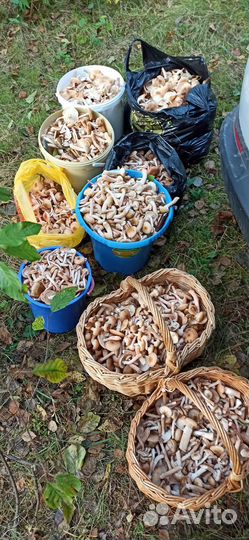 Свежие грибы и ягоды