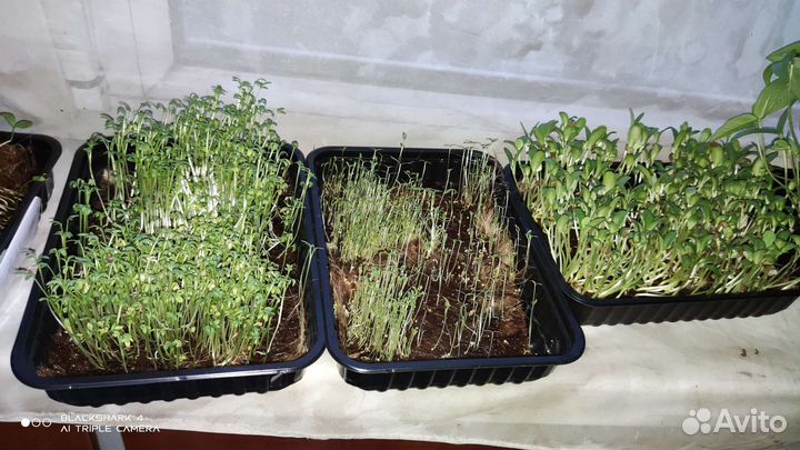 Микрозелень