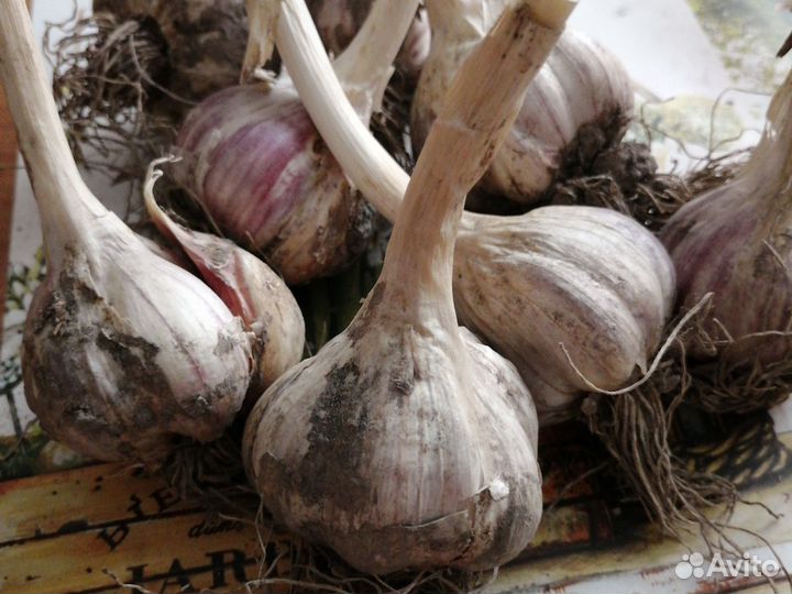 Чеснок домашний