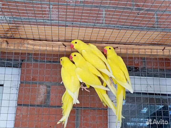 Попугаи ожереловые