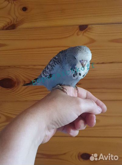 Птенцы Выставочные волнистые попугаи