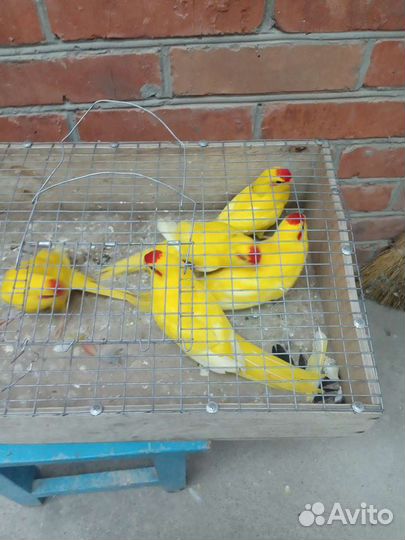 Какарик, чехи, волнистые