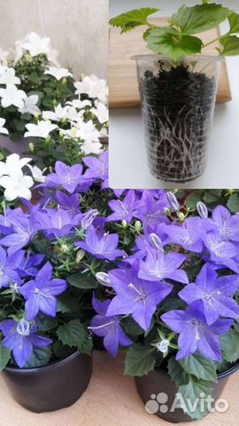 Кампанулы (жених и невеста)