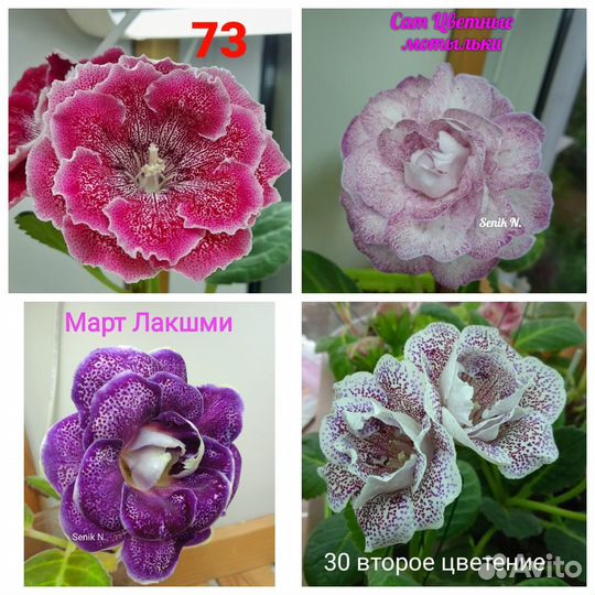 Глоксиния листы клубни почтой