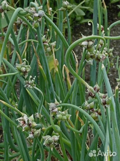 Луки многолетние,щавель,ревень