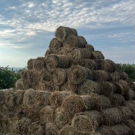 Сено в рулонах