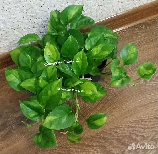 Сциндапсусы, эпипремнумы редкие сорта