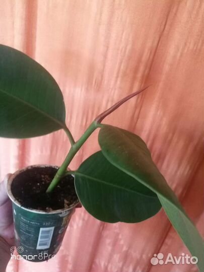 Фикусы, сансевиерия (ханни и трехполосая), хатиора